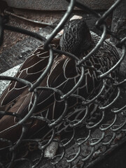 close up of an metal