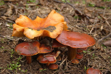 Wild mushrooms in the forest in autumn after rain.Yellow chanterelle mushrooms in a Finnish forest at autumn.