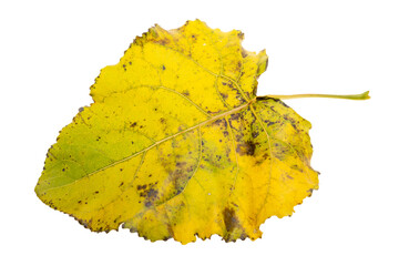 yellow leaf isolated on white