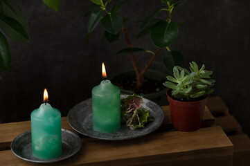 フィカスとグリーンのキャンドル