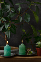 フィカスとグリーンのキャンドル