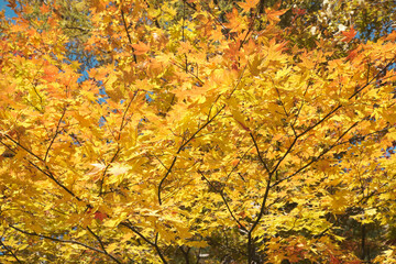 秋の紅葉した高瀬渓谷