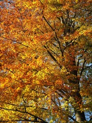 Piękny las w jesiennych barwach