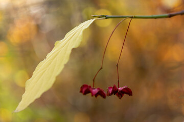 autumn leaves on a tree