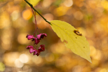 autumn leaves on a tree