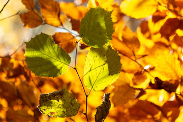autumn leaves on a tree