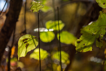autumn leaves on a tree