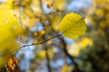 autumn leaves on a tree