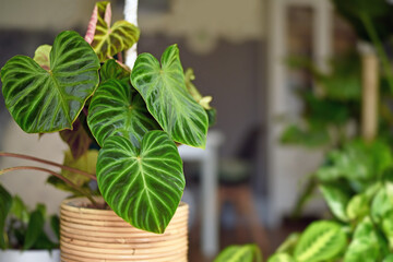 Beautiful topical 'Philodendron Verrucosum' houseplant with dark green veined velvety leaves in basket flower pot with copy space © Firn