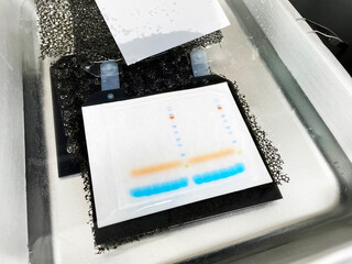 Western blot by wet transfer system.
SDS-PAGE gel onto gel holder cassette in transfer buffer for...