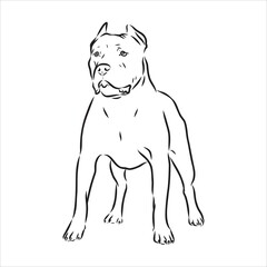 Vector sketch drawing pitbull barking pit bull terrier dog vector