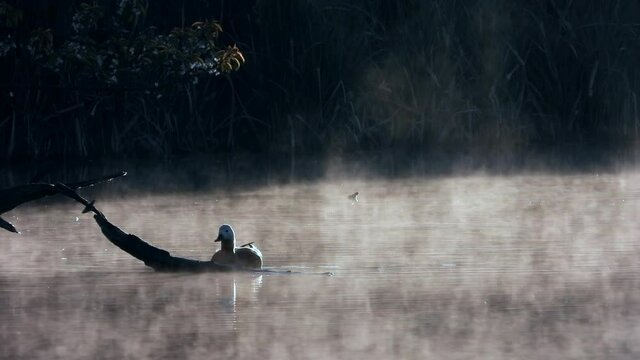 ad Rostgans 20210430  2