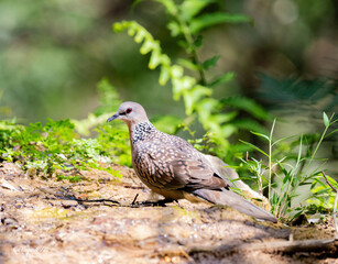 Obraz premium dove on the grass