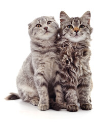 Two gray cat.