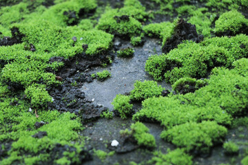 Moss on floor in the garden