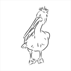 Hand drawn sketch of pelican pelican bird vector
