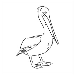 Hand drawn sketch of pelican pelican bird vector