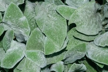 Close up soft hairy Stachys byzantina leaves with dew drops