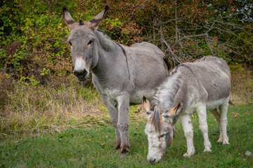 Obraz na płótnie Canvas Pair of donkeys grazing in green pasture during the fall