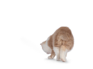 Adorable tailless Manx cat kitten, walking away from camera showing butt and the stumb. Isolated on a white background.