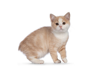 Adorable tailless Manx cat kitten, turning towards camera. Looking towards camera with sweet droopy...