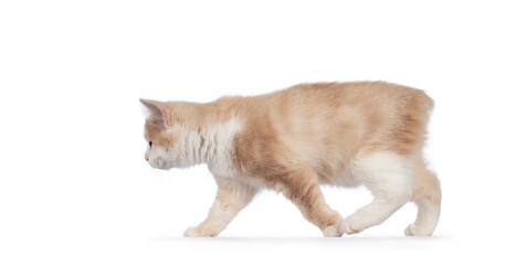 Adorable tailless Manx cat kitten, walking side ways showing arched back due prolonged hind legs....