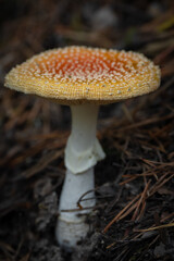 Wild orange amanite mushroom growing in the forest