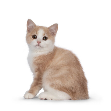 Adorable tailless Manx cat kitten, sitting up side ways. Looking towards camera with sweet droopy eyes. Isolated on a white background.