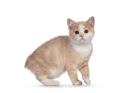 Adorable tailless Manx cat kitten, turning towards camera. Looking towards camera with sweet droopy eyes. Isolated on a white background.