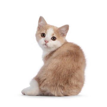 Adorable tailless Manx cat kitten, sitting backwards. Looking over shoulder towards camera with sweet droopy eyes. Isolated on a white background.