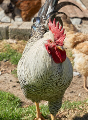 white rooster on green grass