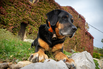 Fototapeta premium Beautiful mix breed Beauceron / Lab outside dring autumn