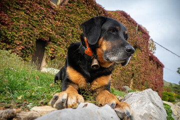 Beautiful mix breed Beauceron / Lab outside dring autumn