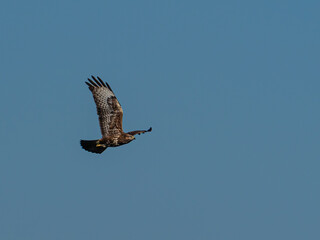 Bussard