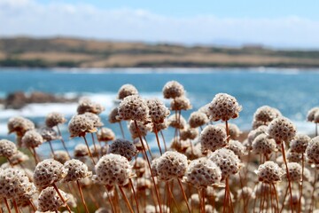 Wunderschöne Blumen vor dem kroatischen Meer 