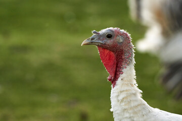 white turkey on green grass