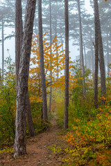 Fototapeta na wymiar misty autumn forest in the morning