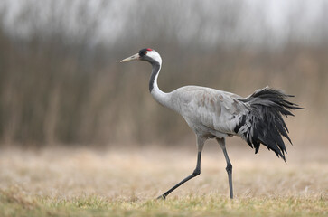 Common crane bird ( Grus grus )