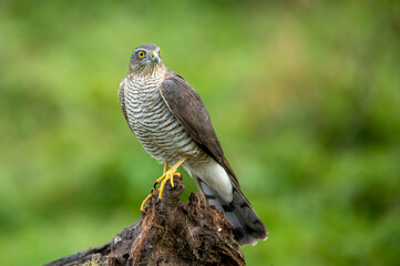 Sparrowhawk ( Accipiter nisus ) close up
