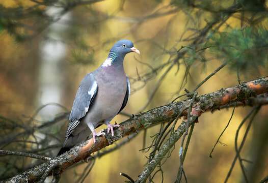 Common wood pigeon ( Columba palumbus )
