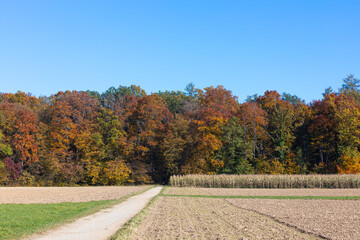 path leads to a colorful autumn forest