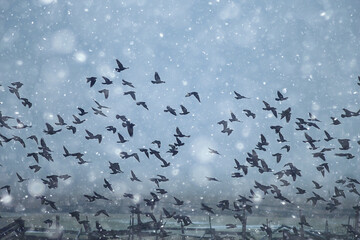 black birds, flock in flight, snow winter climate, depression stress concept