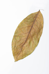 Autumn tree leaf isolated on white