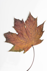 Naklejka na ściany i meble Autumn tree leaf isolated on white