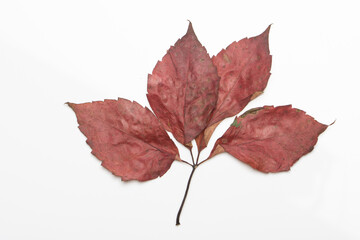 Autumn tree leaf isolated on white
