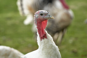 white turkey on green grass