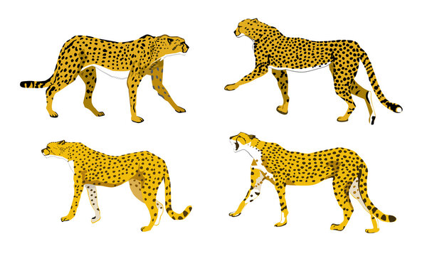 cheetah 4, vector image of  four cheetahs (Acinonyx jubatus) 