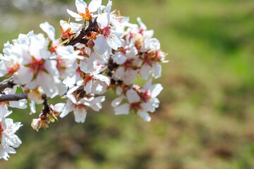 Beautiful almond blossoms on the almont tree branch.