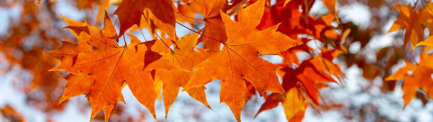 Naklejka na ściany i meble red maple leaves. red autumn leaves. 