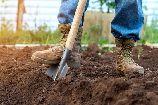 A worker digs the ground on a garden plot, a close-up of a shovel of a man's feet